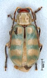              Diabrotica balteata LeConte, habitus, dorsal   view       